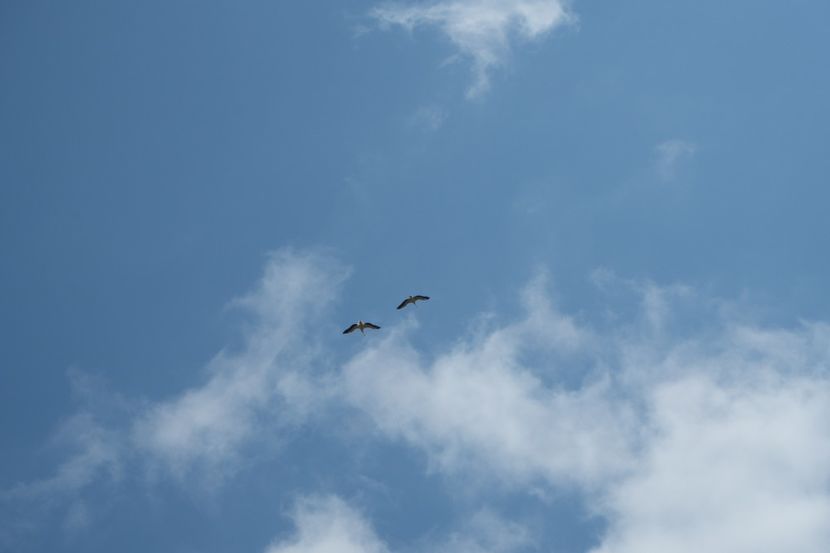 P5110363 - VIVATRONIK 1