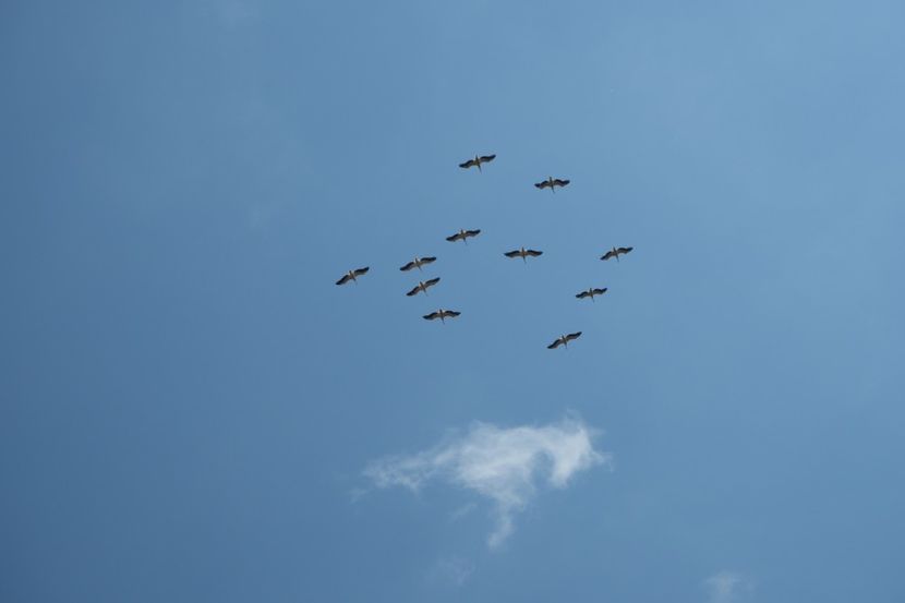 P5110364 - VIVATRONIK 1