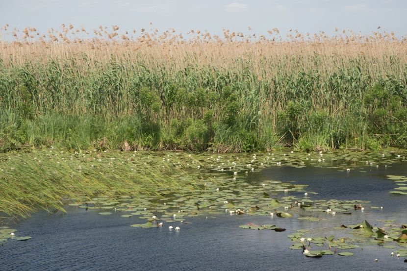 P5110367 - VIVATRONIK 1