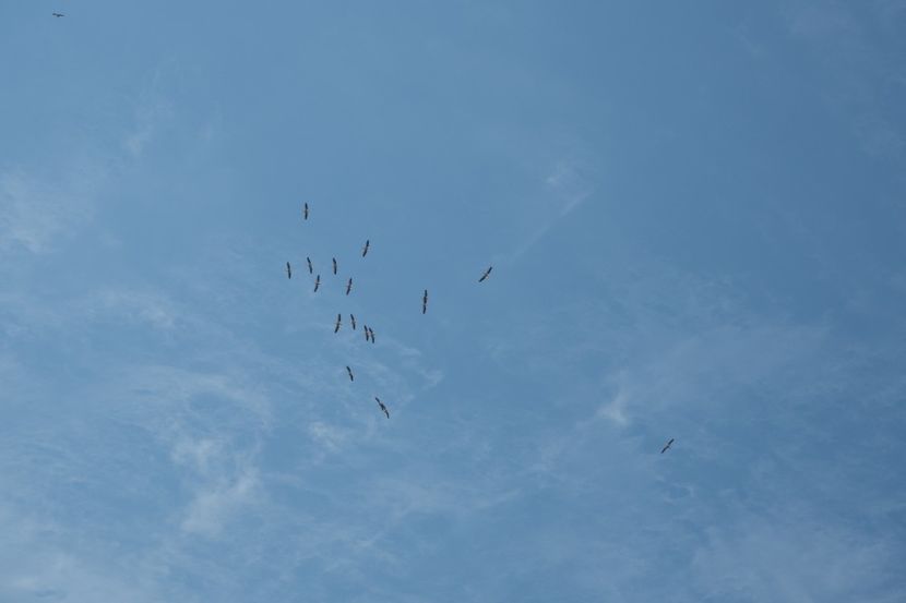 P5110369 - VIVATRONIK 1