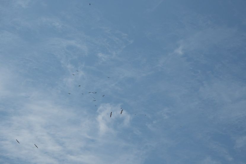 P5110370 - VIVATRONIK 1