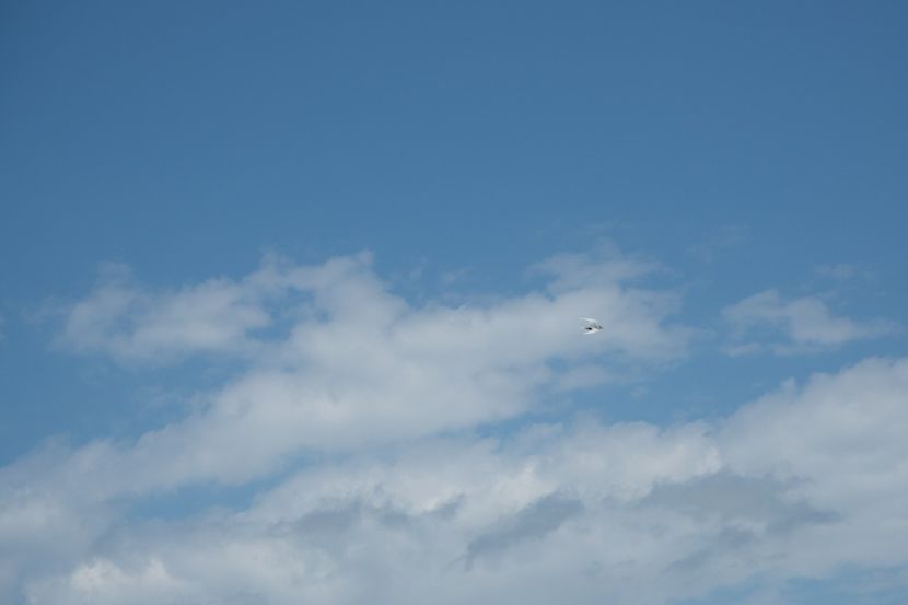 P5110371 - VIVATRONIK 1