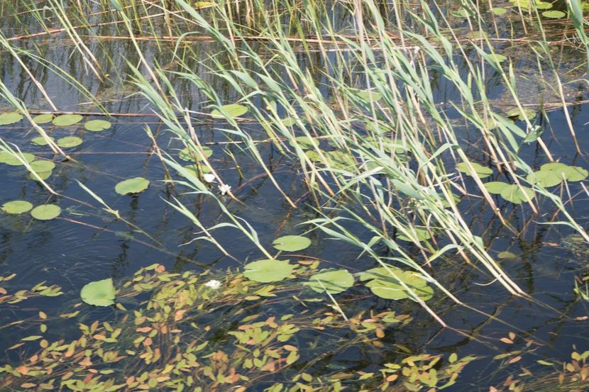 P5110374 - VIVATRONIK 1