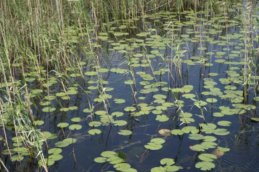 P5110375 - VIVATRONIK 1