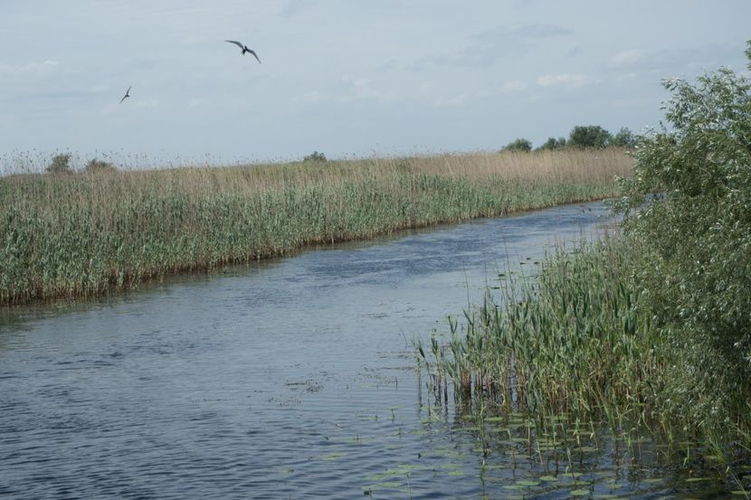 P5110376 - VIVATRONIK 1