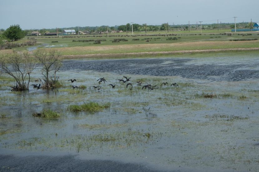 P5110380 - VIVATRONIK 1