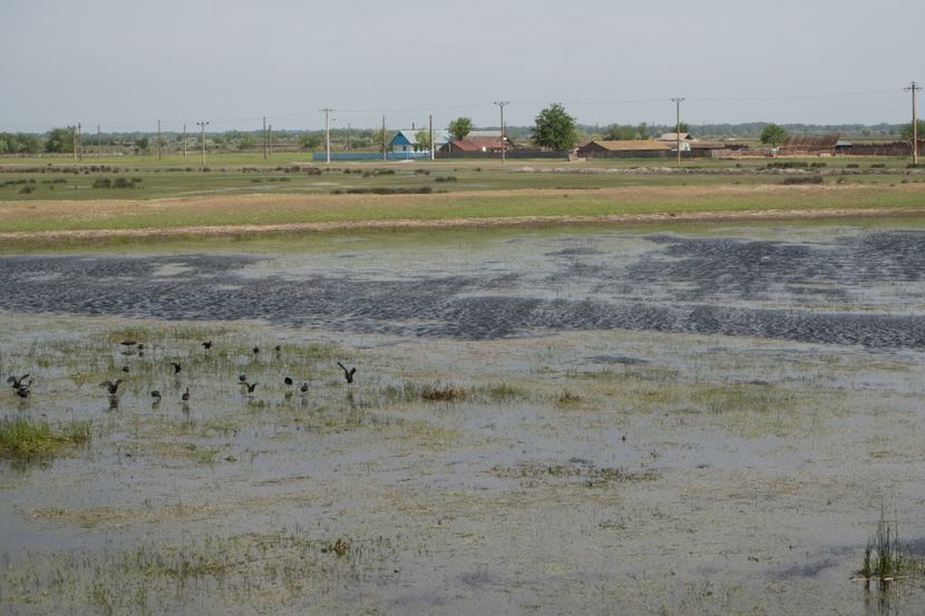 P5110381 - VIVATRONIK 1