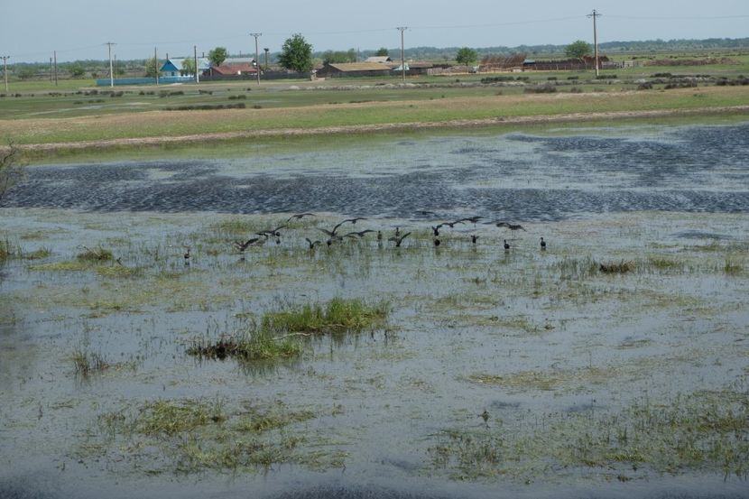 P5110382 - VIVATRONIK 1