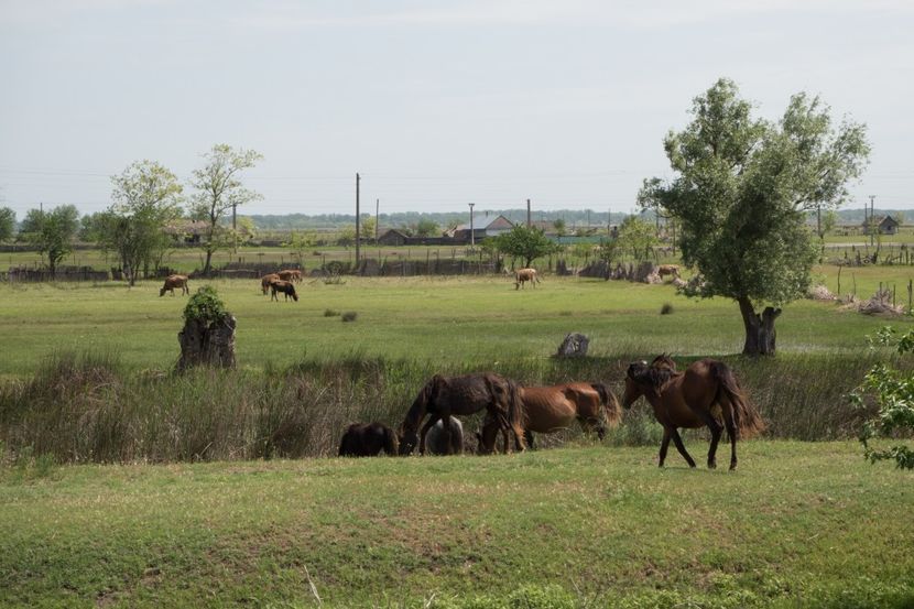 P5110384 - VIVATRONIK 1