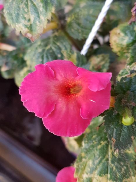 thumbnail - 2019-09-27T231352.917 - ACHIMENES 2019