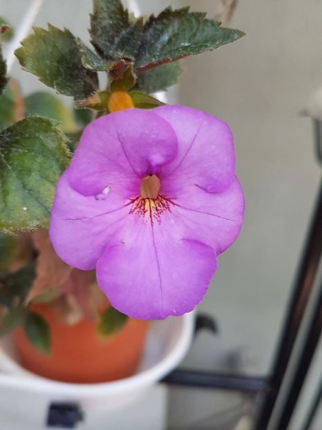 thumbnail - 2019-09-27T231433.151 - ACHIMENES 2019