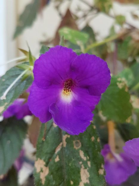 thumbnail - 2019-09-27T231440.948 - ACHIMENES 2019