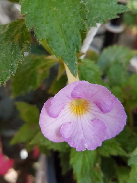 thumbnail - 2019-09-27T231638.568 - ACHIMENES 2019