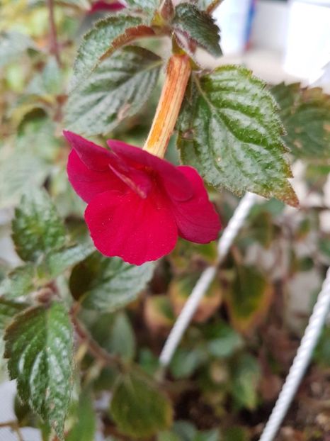 thumbnail - 2019-10-10T175415.071 - ACHIMENES 2019