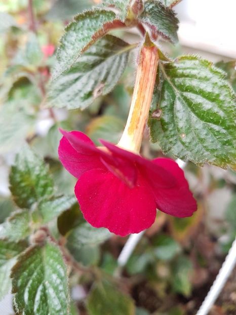 thumbnail - 2019-10-10T175424.502 - ACHIMENES 2019