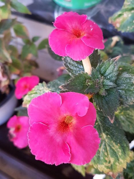 thumbnail - 2019-09-27T231404.351 - ACHIMENES 2019