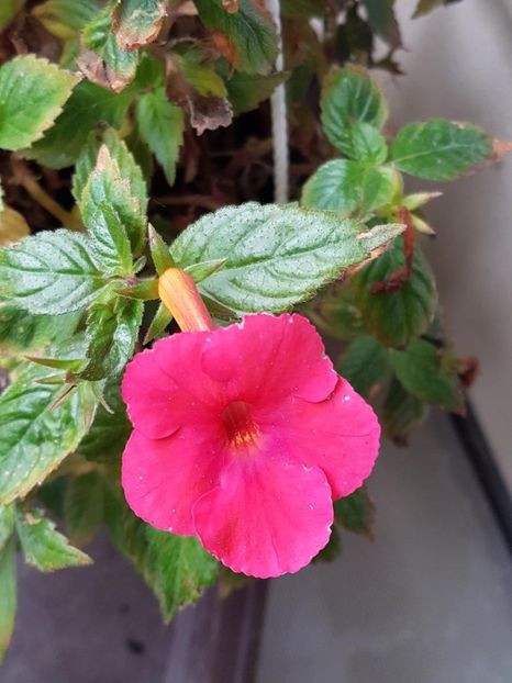 thumbnail - 2019-10-10T175406.918 - ACHIMENES 2019