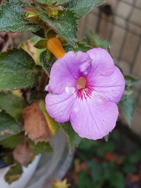 thumbnail - 2019-10-10T180047.598 - ACHIMENES 2019