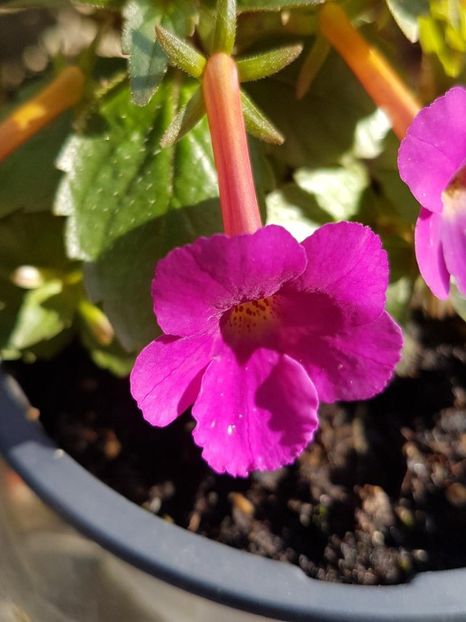 thumbnail - 2019-09-27T231510.005 - ACHIMENES 2019