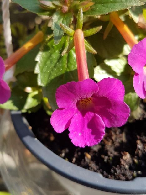 thumbnail - 2019-09-27T231517.511 - ACHIMENES 2019
