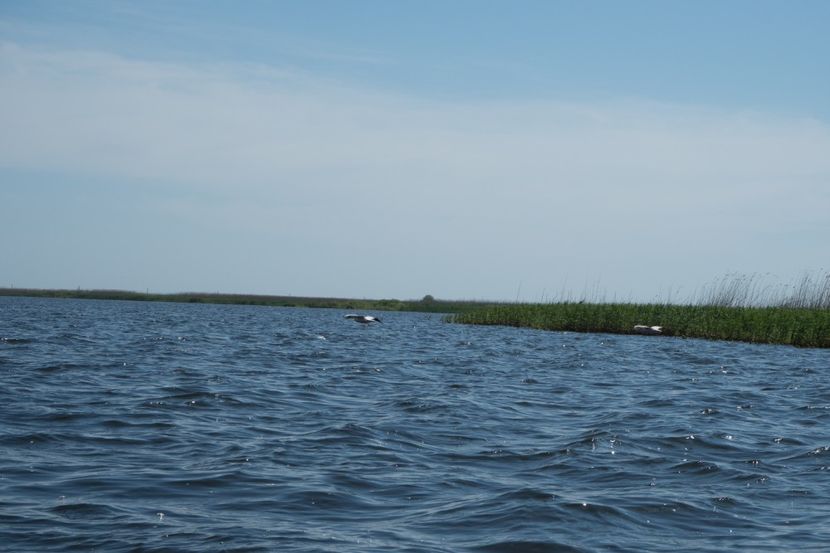 P5120543 - VIVATRONIK 2