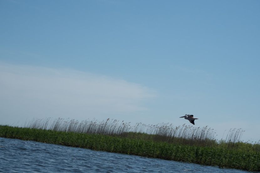 P5120544 - VIVATRONIK 2