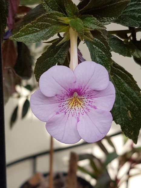 thumbnail - 2019-10-10T180009.085 - ACHIMENES 2019