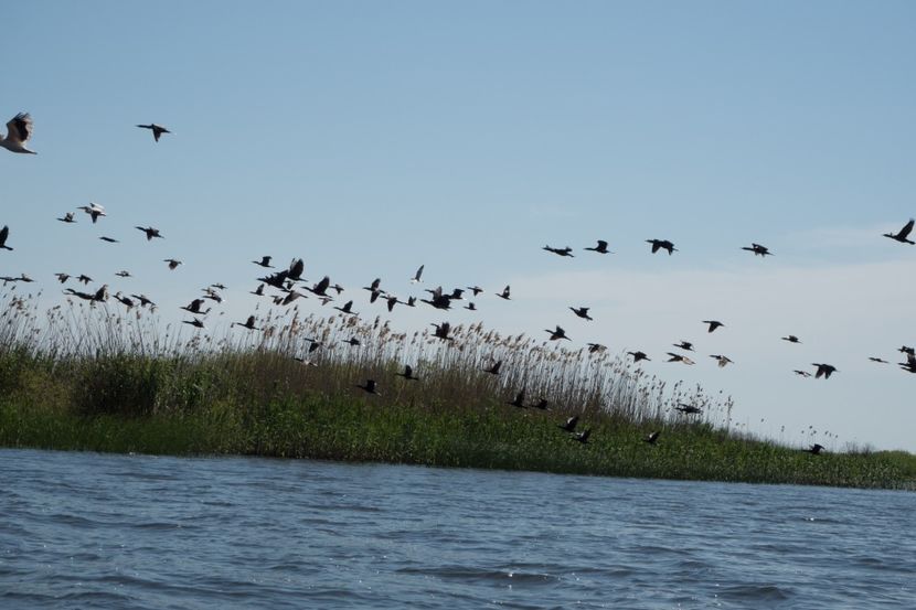 P5120549 - VIVATRONIK 2