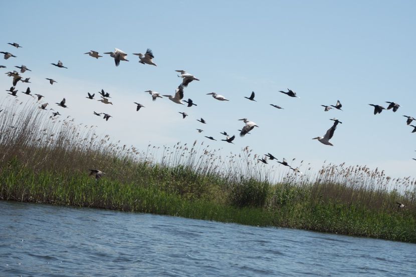 P5120551 - VIVATRONIK 2