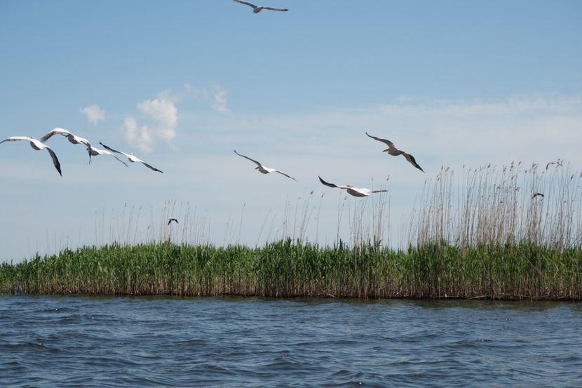 P5120557 - VIVATRONIK 2