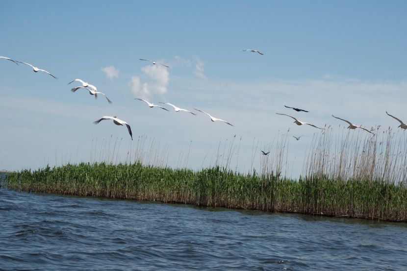 P5120558 - VIVATRONIK 2