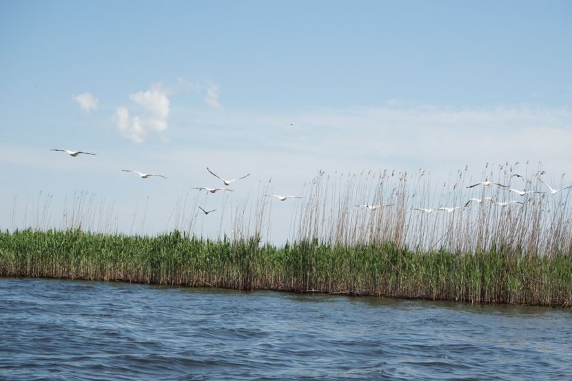 P5120559 - VIVATRONIK 2