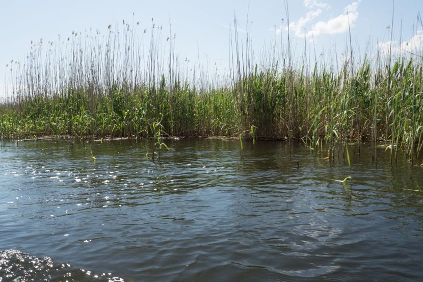 P5120567 - VIVATRONIK 2