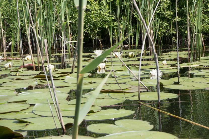 P5120624 - VIVATRONIK 2