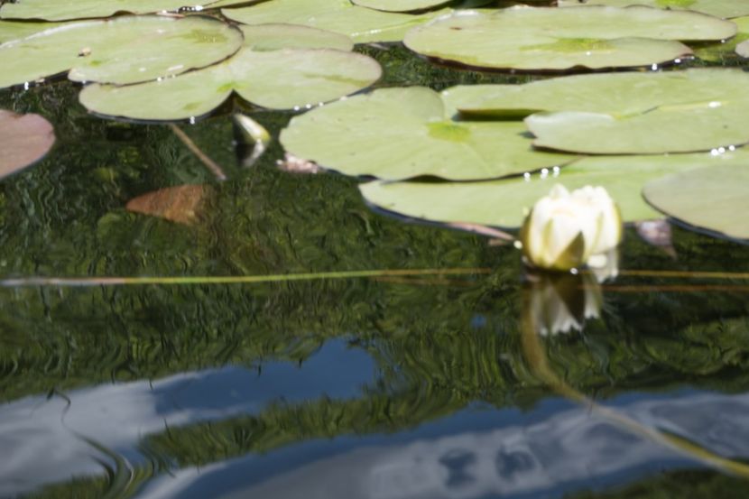 P5120626 - VIVATRONIK 2