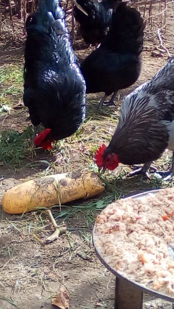  - După 6 luni și 10 zile