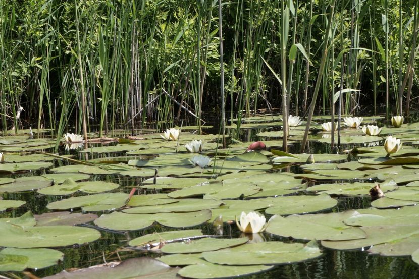 P5120628 - VIVATRONIK 2