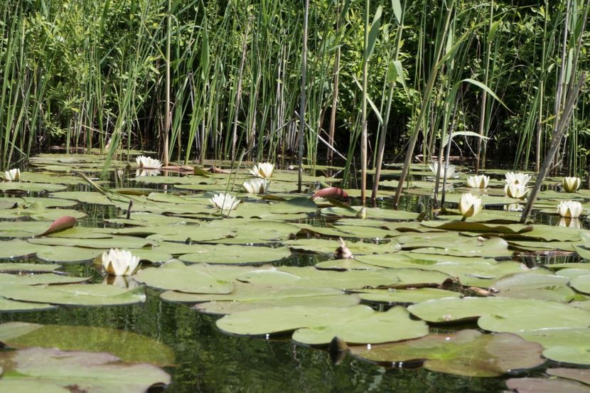 P5120629 - VIVATRONIK 2