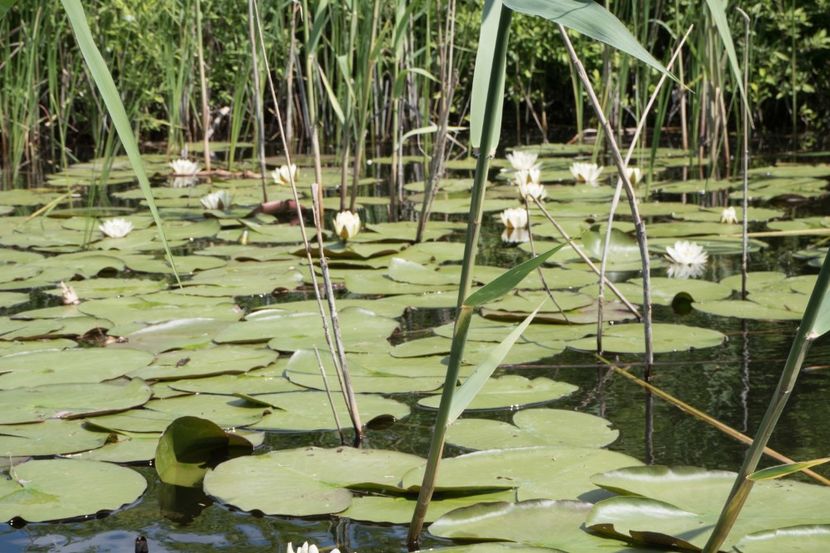 P5120630 - VIVATRONIK 2