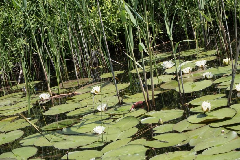 P5120631 - VIVATRONIK 2