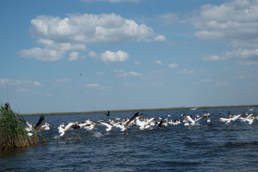 P5120642 - VIVATRONIK 2