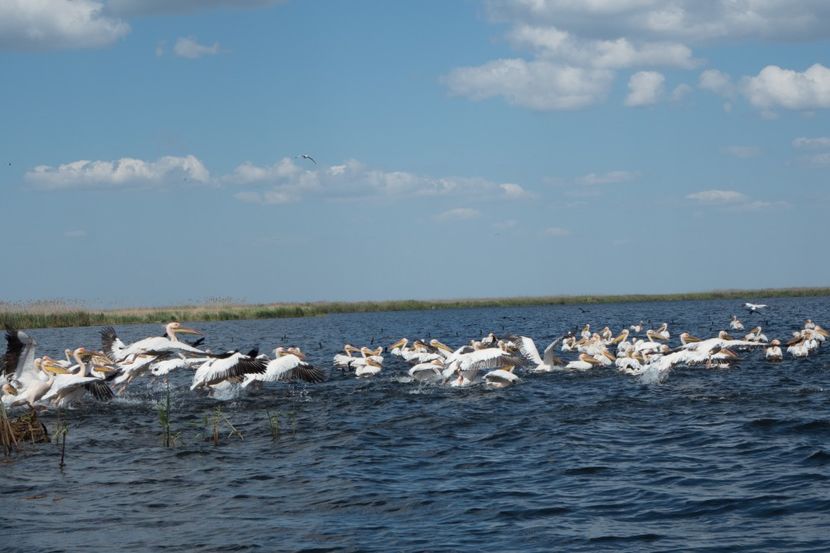 P5120644 - VIVATRONIK 2