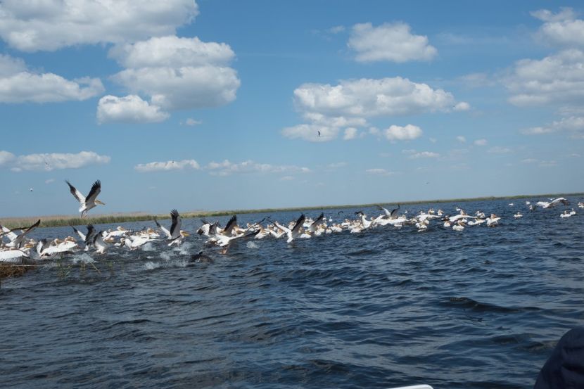 P5120645 - VIVATRONIK 2