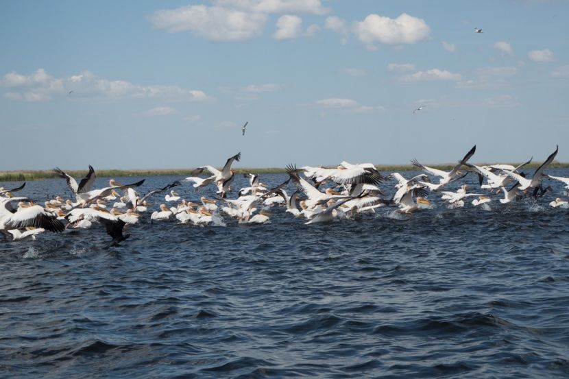 P5120648 - VIVATRONIK 2