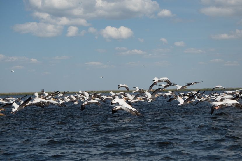 P5120650 - VIVATRONIK 2