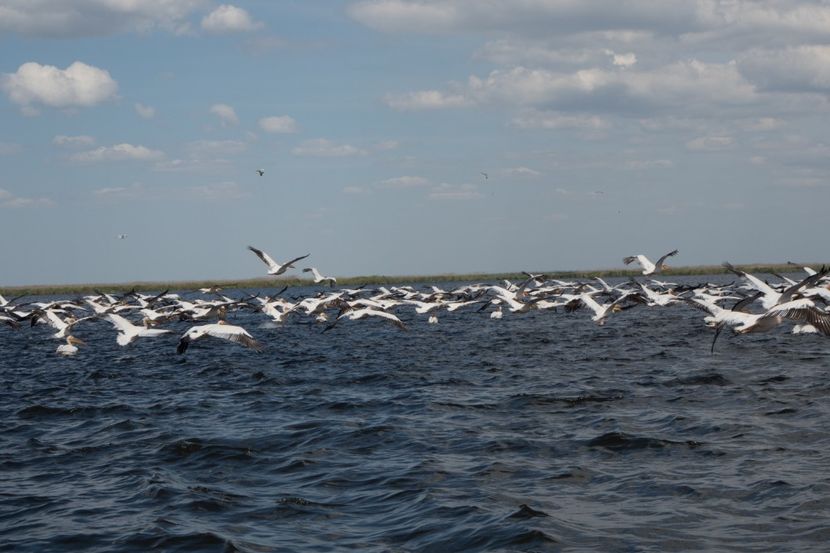 P5120651 - VIVATRONIK 2