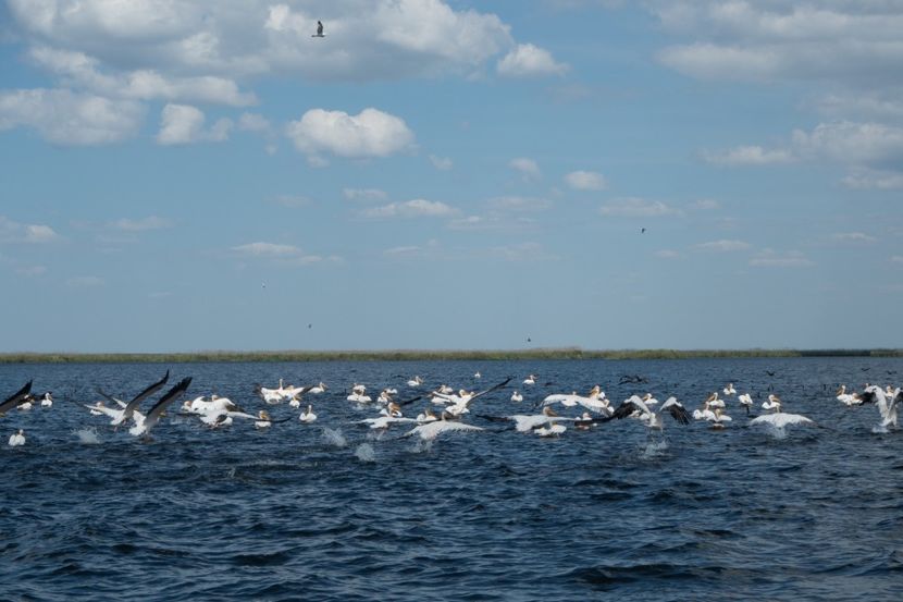 P5120655 - VIVATRONIK 2