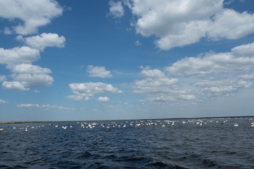 P5120656 - VIVATRONIK 2