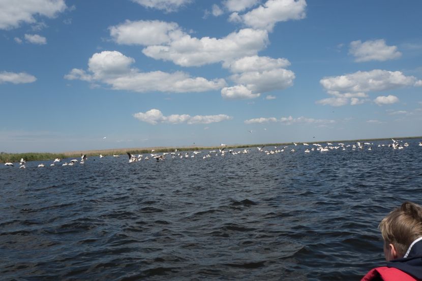 P5120658 - VIVATRONIK 2