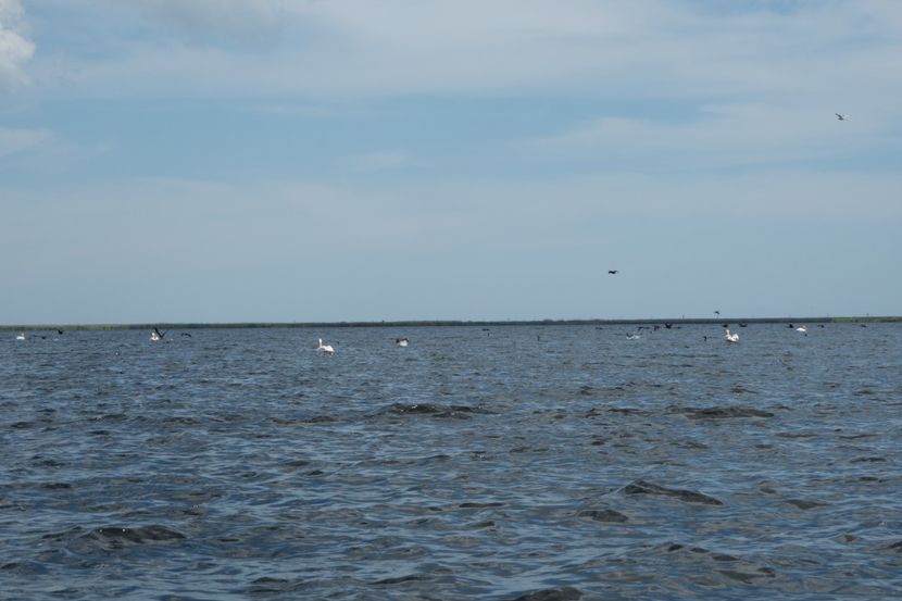 P5120660 - VIVATRONIK 2